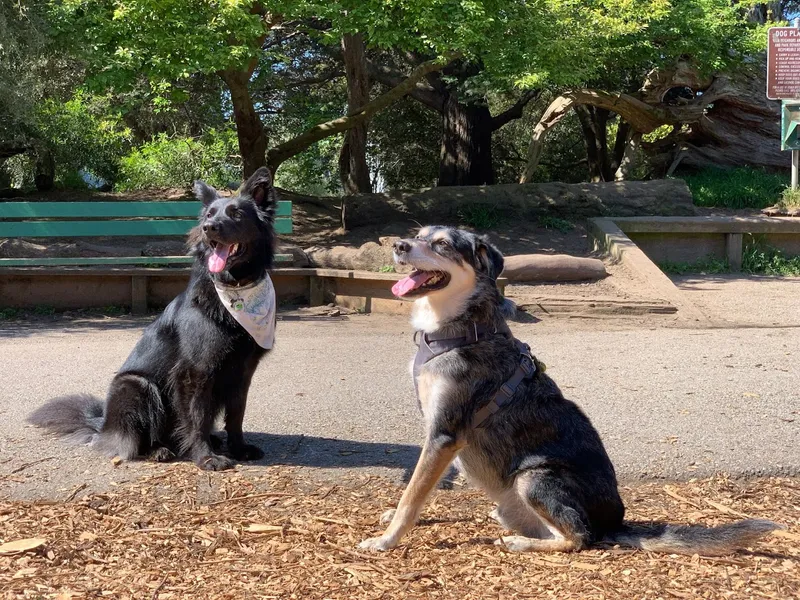 dog parks Mountain Lake Park Dog Play Area