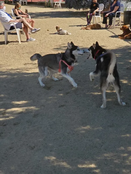 dog parks Eureka Valley Dog Play Area