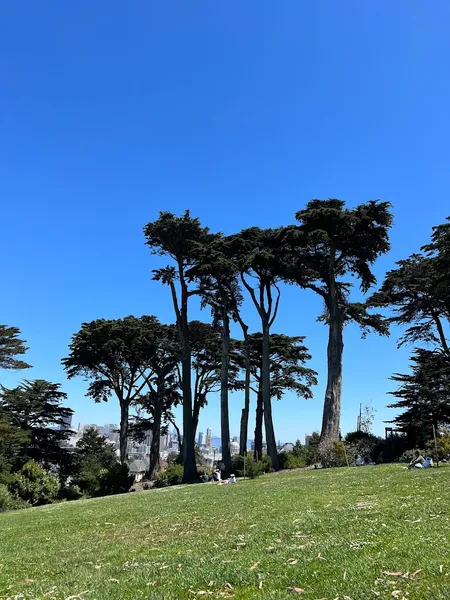 dog parks Dog Play Area | Alamo Square