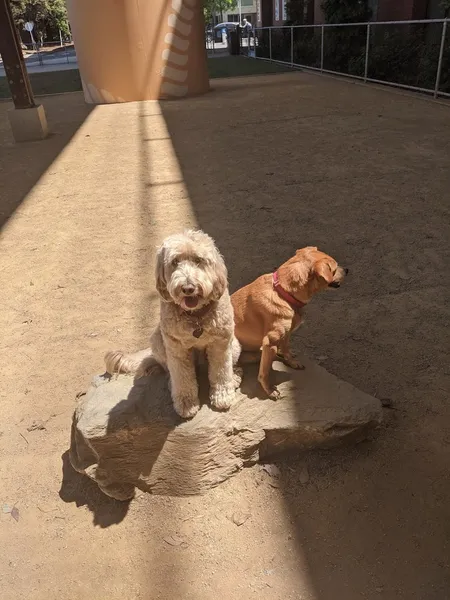 dog parks Avalon Dogpatch Dog Park