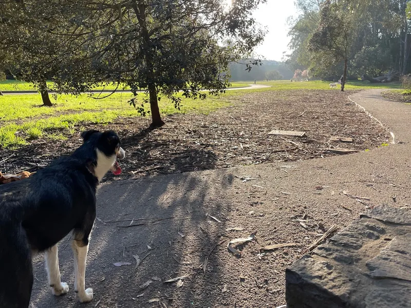 dog parks Dog Park | Pine Lake Park