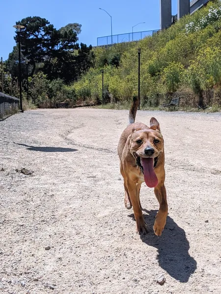 dog parks Rincon Hill Dog Park