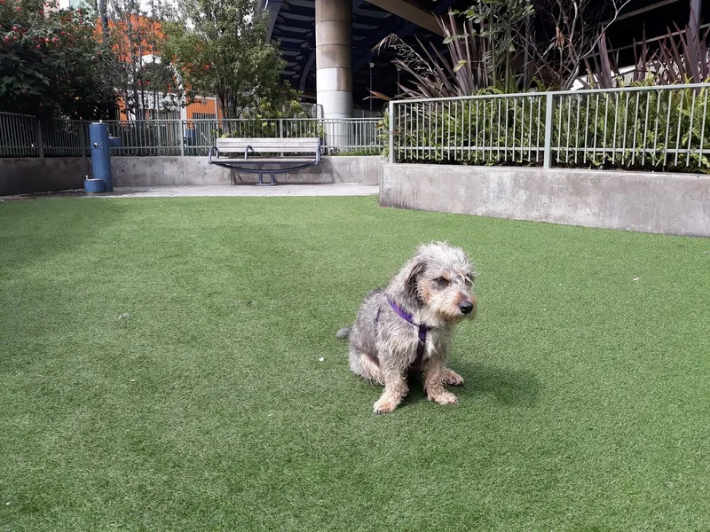 dog parks SoMa West Dog Park