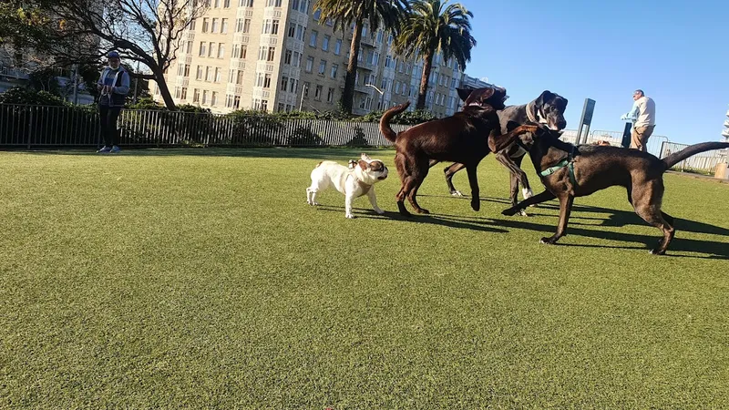 dog parks Lafayette Park Dog Play Area