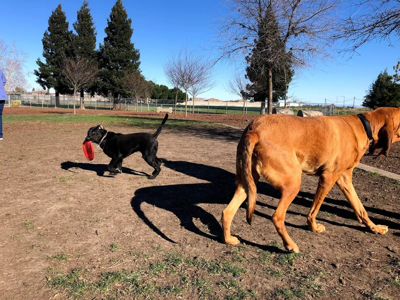 dog parks Lynn Robie Off-Leash Dog Park