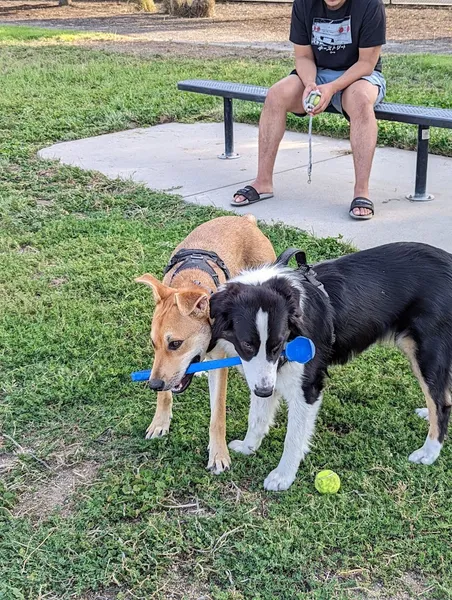 dog parks Dog Park - Regency Community Park