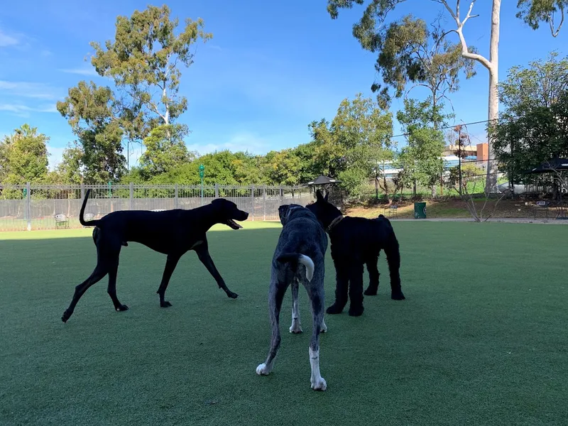 dog parks Little Italy Dog Park