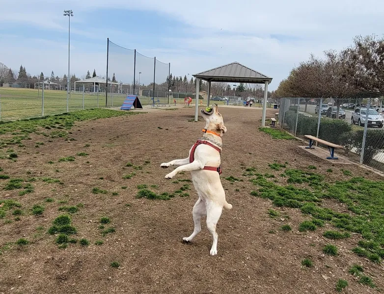 dog parks Todd Beamer Dog Park