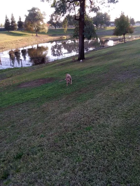 dog parks First & Bullard (O) Dog Park