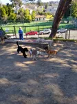 Top 17 Dog parks in Oakland