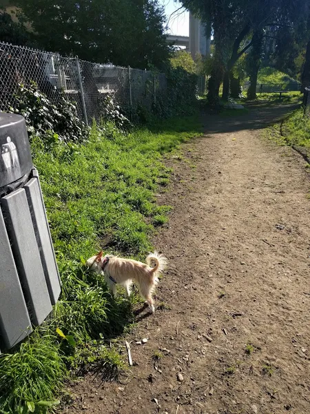 dog parks Grove Shafter Park