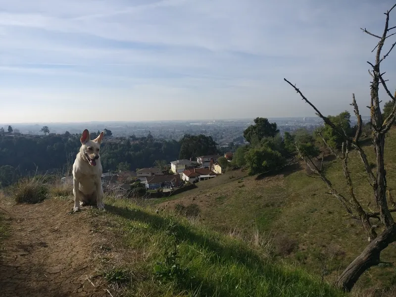 dog parks King Estate Open Space Park