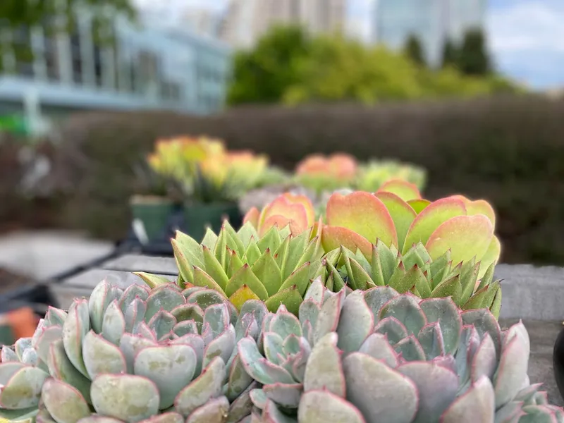 Yerba Buena Gardens