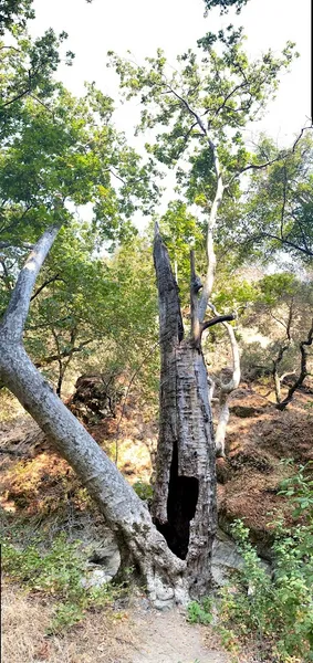 Kid-friendly bike trails Penitencia Creek Trail