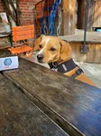 Best of 18 dog-friendly restaurants in Oakland