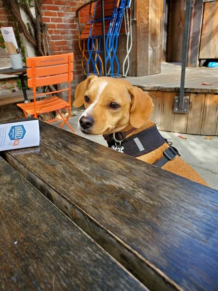 Dog-Friendly Restaurants Drake's Dealership