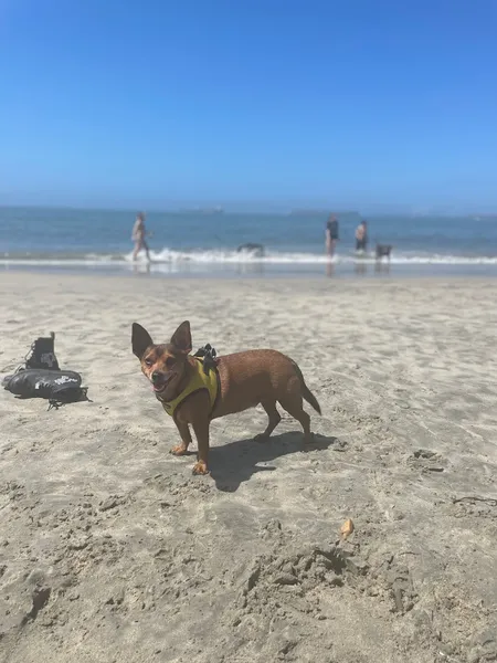 outdoor activities Rosie's Dog Beach