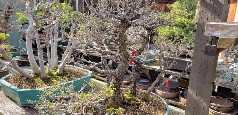 Bonsai Garden