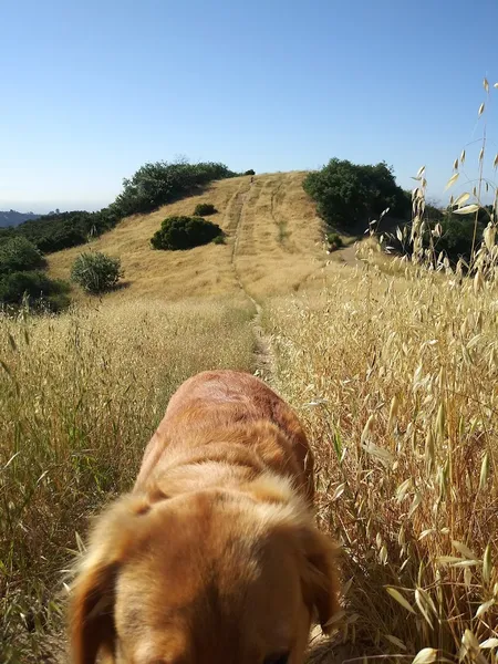 Canyonback Trail