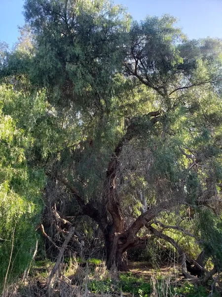 Tecolote Canyon Trailhead