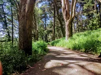 Best of 31 kid-friendly hiking trails in San Francisco