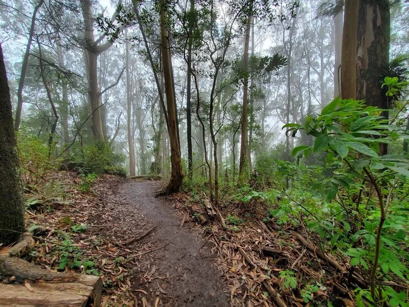 kid-friendly hiking trails Mount Sutro Open Space Reserve