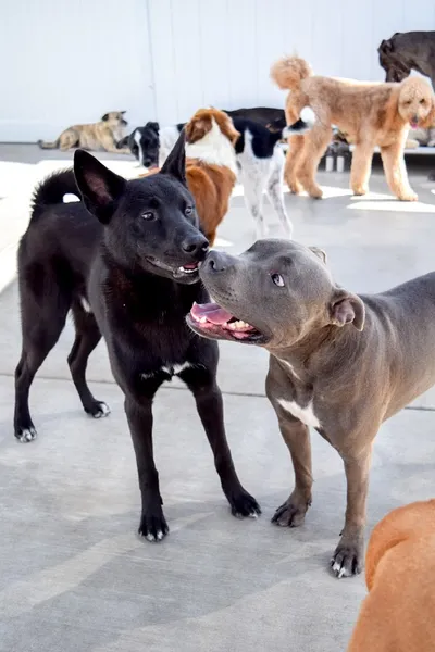 dog groomers Dog Days San Diego