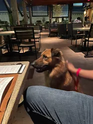 dog-friendly restaurants in Houston