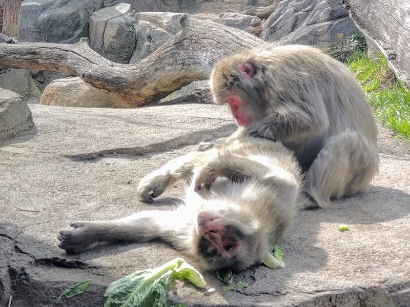 zoos Regenstein Macaque Forest