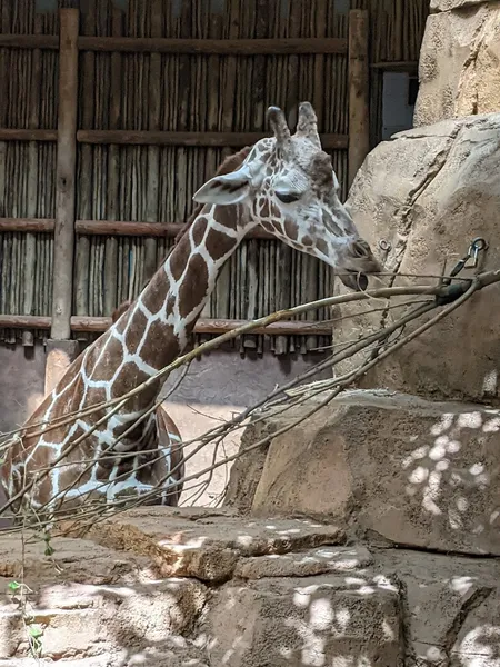 zoos Regenstein African Journey