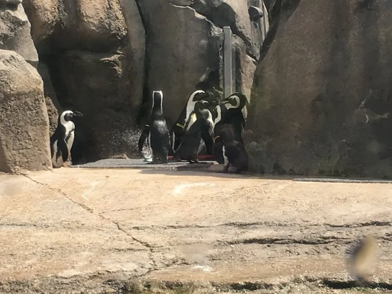 zoos Robert and Mayari Pritzker Penguin Cove