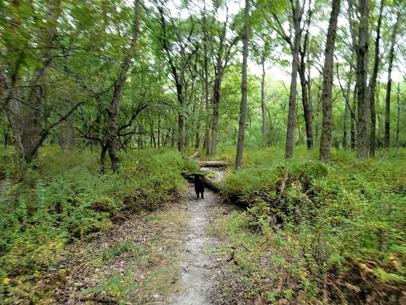 kid-friendly hiking trails Schiller Woods-South