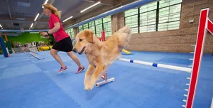 Top 31 dog training classes in Chicago