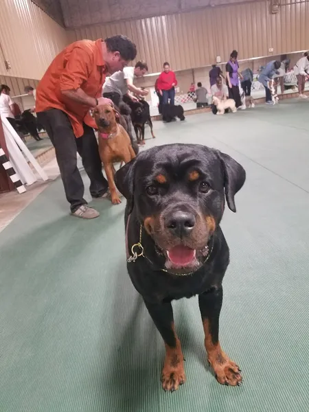 Smart Dog Training Center