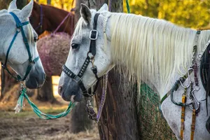 Top 16 Horseback Riding Lessons in Houston