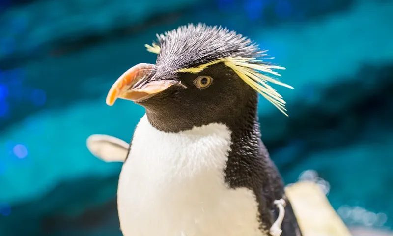 Shedd Aquarium