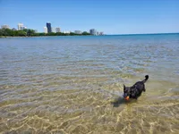 Best of 22 Dog parks in Chicago