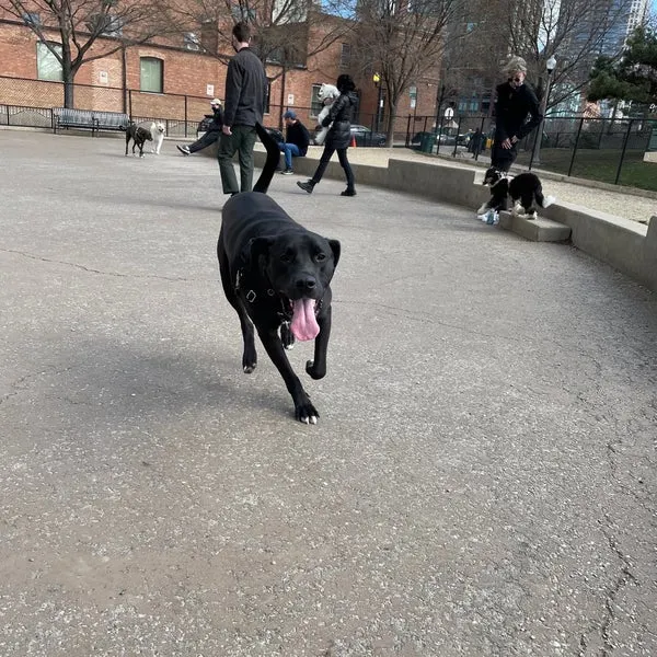 dog parks Larrabee Dog Park