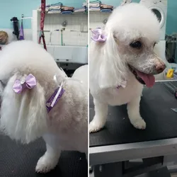 Best of 12 dog groomers in North Mountain Village Phoenix