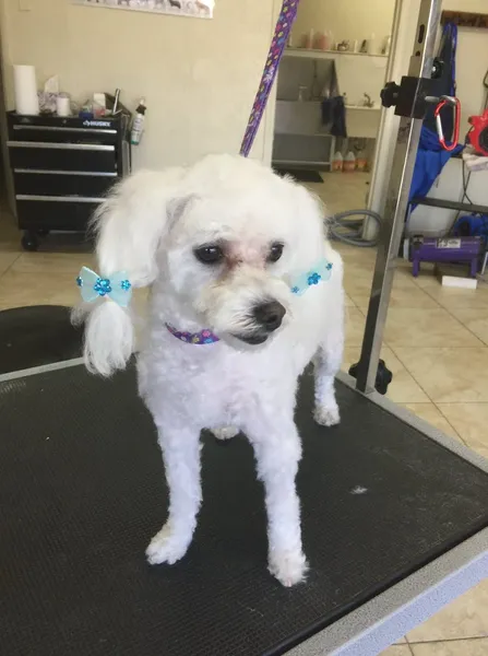 dog groomers ServePets Dog & Cat Grooming, Day Care, Self Wash & Training in Phoenix, AZ