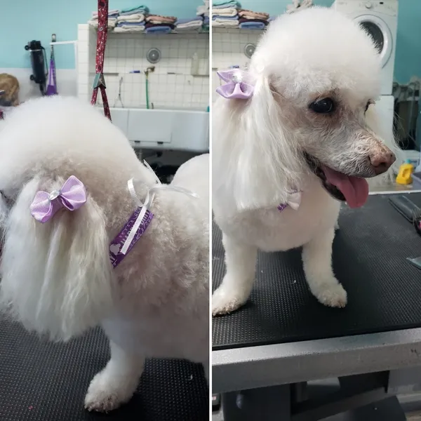 dog groomers Gentle Groomer