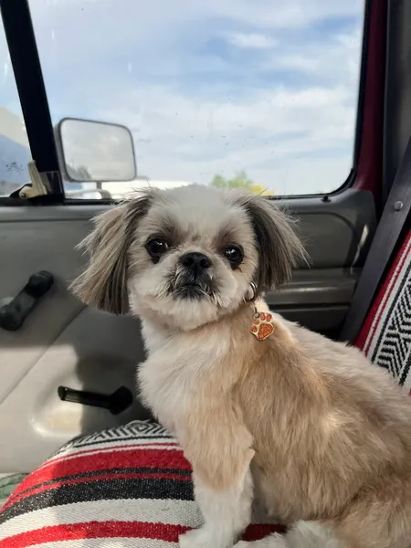 dog groomers Doggie Doos Grooming