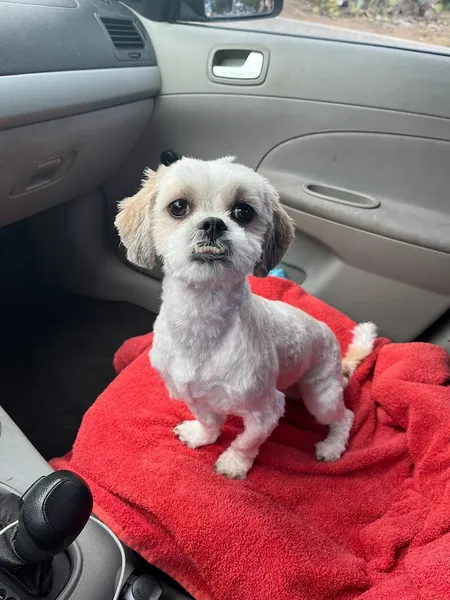 dog groomers Shaggy Dog