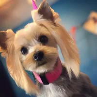 Top 22 dog groomers in Dallas