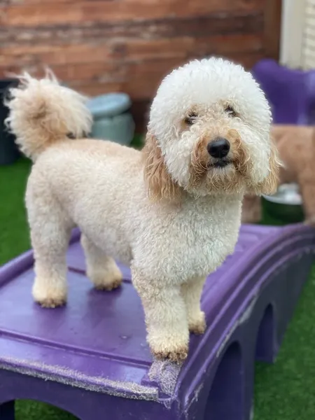 dog groomers The Pooch Patio