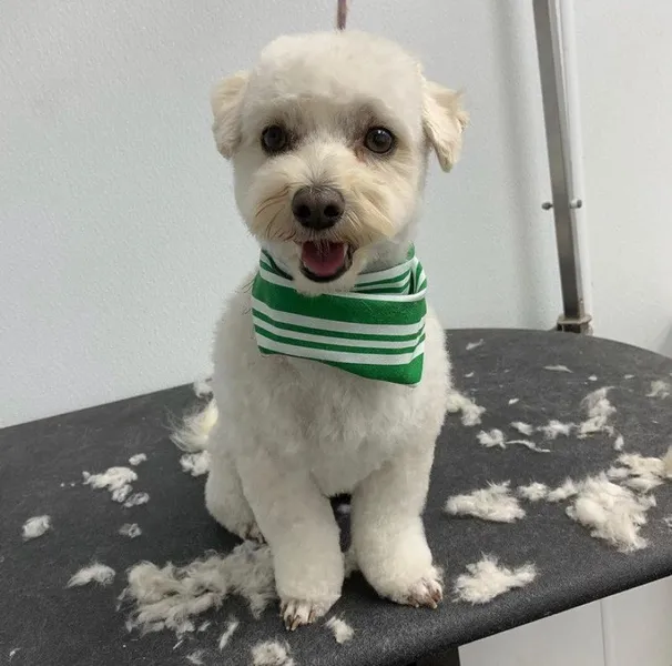 dog groomers Furry Tails