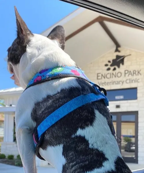 veterinarians Encino Park Veterinary Clinic