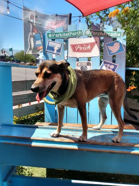 Dog-Friendly Restaurants The Porch