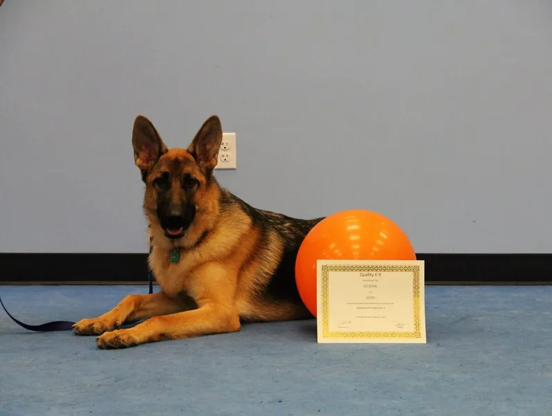 dog training classes Quality K-9