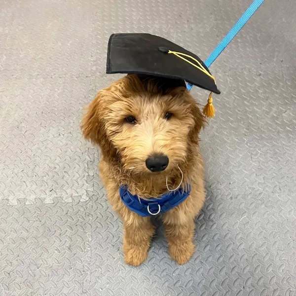 dog training classes PHX Animal Behavior Center